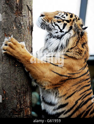 Der Londoner Zoo Tiger Stockfoto