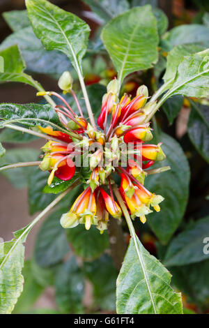 Aufwand auf die Blüten von der zarten Kongo Kakadu, Impatiens Niamniamensis abgeschossen auf der Suche Stockfoto