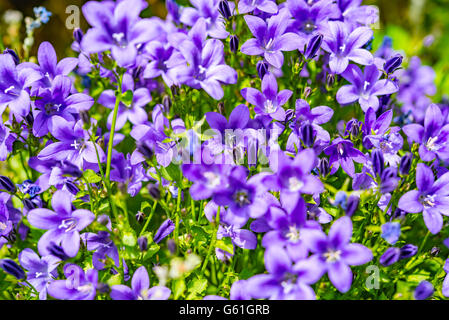 Campanula lila Blumen und blauer Himmel Stockfoto