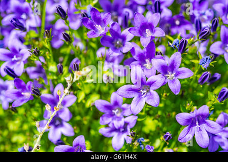 Campanula lila Blumen und blauer Himmel Stockfoto