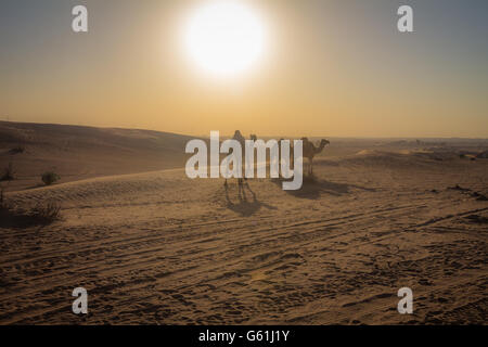 Wilde Kamele in Dubai Stockfoto