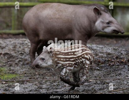 Tapire im Howletts Wild Animal Park Stockfoto