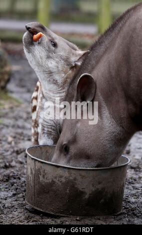 Inca, ein zehn Wochen alter Brasilianer Tapir, gibt sein Debüt mit seiner Mutter Corumba, nachdem er sich vor dem jüngsten kalten Wetter im Howletts Wild Animal Park in der Nähe von Canterbury, Kent, geschützt hat. Stockfoto