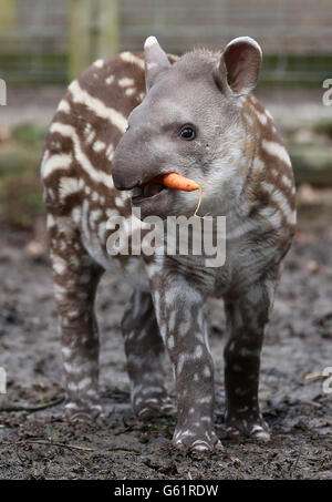 Inca, ein zehn Wochen alter brasilianischer Tapir, gibt sein Debüt, nachdem er sich vor dem jüngsten kalten Wetter im Howletts Wild Animal Park in der Nähe von Canterbury, Kent, geschützt hatte. Stockfoto