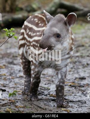 Tapire im Howletts Wild Animal Park Stockfoto