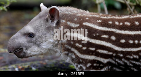 Tapire im Howletts Wild Animal Park Stockfoto