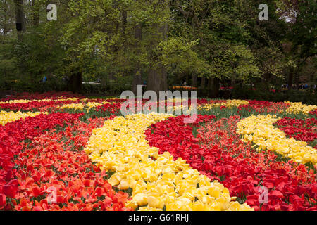 Orange gelbe und rote Tulpen in einer Kurve an Het berühmten Keukenhof Gärten in den Niederlanden Stockfoto