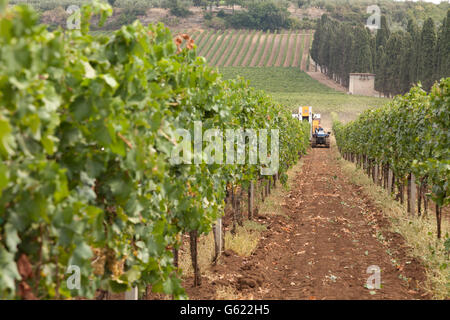 Weinberge mit einer Erntemaschine in der Ferne, die Ernte der Trauben, in Frascati, Italien, Europa Stockfoto