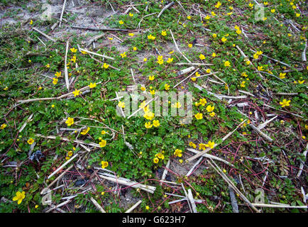 Gemeinsame Silverweed (Potentilla heisses) Stockfoto