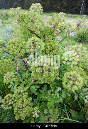 Garten Angelica (Angelica Archangelica) Stockfoto
