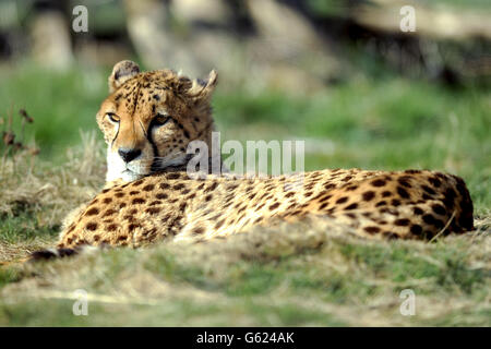 Ein Gepard liegt in der Sonne im West Midlands Safari Park, Bewdley. Stockfoto