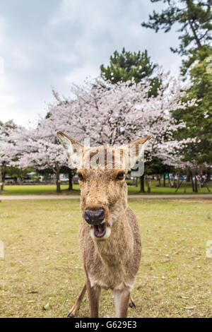 Zahme Rehe in Nara, Japan Stockfoto