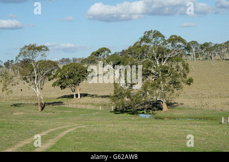 Ländliches Motiv mit Eukalyptusbäumen, ein Wasserloch und Hereford-Rinder in Northern Tablelands von New South Wales in Australien Stockfoto