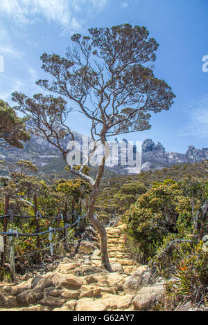 Wandern Sie Mount Kinabalu, Sabah, Malaysia Stockfoto