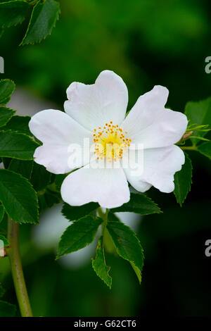 Englische Heckenrose oder Hundsrose Stockfoto