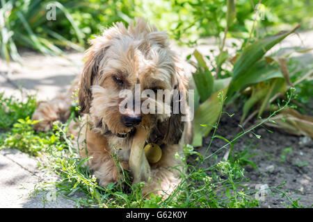 Süße flauschige Mischling Hund einen Knochen zu essen Stockfoto