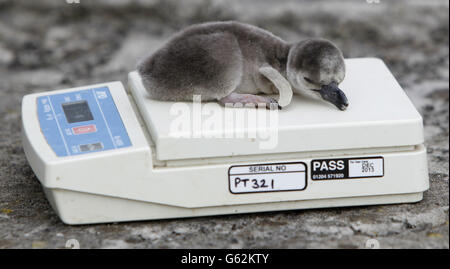 Ein neugeborenes Baby Humboldt Pinguin im Chester Zoo geboren und namens Dr. wird sein Gewicht überprüft. Die Tierpfleger haben all diese Jahre Babys nach Ikonen aus der tv-Serie DR WHO benannt. Stockfoto