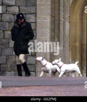 Prinzessin Anne loslaufende Hunde Stockfoto