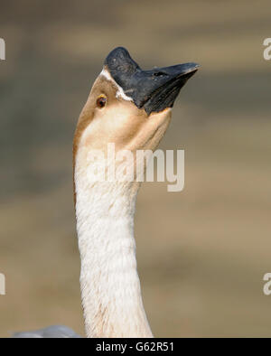 Vertikale Porträt von Erwachsenen Schwan Gans, Anser Cygnoides. Stockfoto