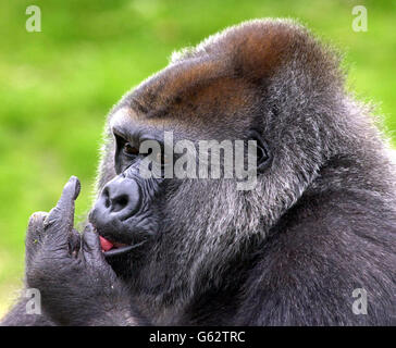 Romina (oben), eine weibliche westliche Flachland-Gorilla, die eine Kataraktoperation auf beiden Augen hatte und zum ersten Mal in ihrem Leben nun klar zu sehen ist, verkündete der Bristol Zoo im Westen Englands. *...Romina, eine 21-jährige Tieflandgorilla, die mit angeborenen Katarakten geboren wurde, könnte jetzt bereit sein, sich mit dem 18-jährigen Bongo (unten) zu paaren, hofft der Zoo. Im April wurde Romina der erste Erwachsene Gorilla in Europa, der einen ihrer Katarakte entfernt und in einer Operation von zwei Stunden durch eine Silikonlinse ersetzt hatte. Stockfoto