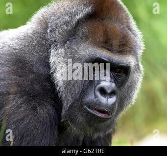 Romina (oben), eine weibliche westliche Flachland-Gorilla, die eine Kataraktoperation auf beiden Augen hatte und zum ersten Mal in ihrem Leben nun klar zu sehen ist, verkündete der Bristol Zoo im Westen Englands. *...Romina, eine 21-jährige Tieflandgorilla, die mit angeborenen Katarakten geboren wurde, könnte jetzt bereit sein, sich mit dem 18-jährigen Bongo (unten) zu paaren, hofft der Zoo. Im April wurde Romina der erste Erwachsene Gorilla in Europa, der einen ihrer Katarakte entfernt und in einer Operation von zwei Stunden durch eine Silikonlinse ersetzt hatte. Stockfoto