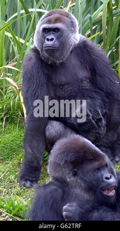 Romina (oben), eine weibliche westliche Flachland-Gorilla, die eine Kataraktoperation auf beiden Augen hatte und zum ersten Mal in ihrem Leben nun klar zu sehen ist, verkündete der Bristol Zoo im Westen Englands. *...Romina, eine 21-jährige Tieflandgorilla, die mit angeborenen Katarakten geboren wurde, könnte jetzt bereit sein, sich mit dem 18-jährigen Bongo (unten) zu paaren, hofft der Zoo. Im April wurde Romina der erste Erwachsene Gorilla in Europa, der einen ihrer Katarakte entfernt und in einer Operation von zwei Stunden durch eine Silikonlinse ersetzt hatte. Stockfoto