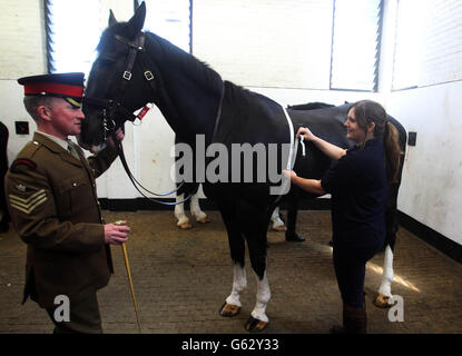 Blaues Kreuz auf Pferde prüfen. Das Glück des haushaltsüblichen Kavalleriepferdes wird von einem Blue Cross-Bräutigam in der Hyde Park Barracks in London gemessen. Stockfoto