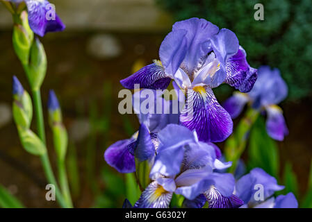 Satz von blaue Orchidee blüht auf natürlichen Hintergrund Stockfoto