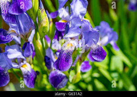 Satz von blaue Orchidee blüht auf natürlichen Hintergrund Stockfoto