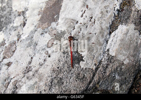 Ruddy Darter Libelle, (Sympetrum Sanguineum) auf einem Felsen im Killarney National Park, Ring of Kerry, Co. Kerry, Irland. Stockfoto