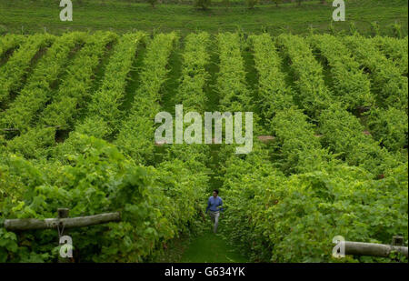 Erhöhung der Weinlese Stockfoto