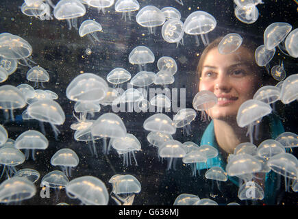 Die Aquaristin Ruth Chamberlain sieht einen kreisel voller Baby Moon Jellyfish im Sea Life London Aquarium im Zentrum von London, Teil eines Boom von Baby Quallen im Aquarium. Stockfoto