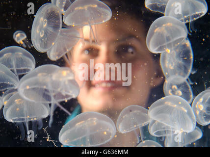 Die Aquaristin Ruth Chamberlain sieht einen kreisel voller Baby Moon Jellyfish im Sea Life London Aquarium im Zentrum von London, Teil eines Boom von Baby Quallen im Aquarium. Stockfoto