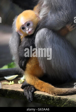 Keily, eine Dusky Langur, kreist ihr namenlos aprikosenfarbenes, namenlos neues Baby in ihr Gehege im Howletts Wild Animal Park in der Nähe von Canterbury, Kent, während das Kleinkind zu einem von zwei Dusky Langurs-Babys wird, die ihr Debüt im Park geben. Stockfoto