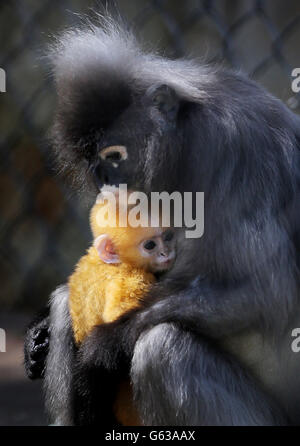 Baby-Affen im Howletts Wild Animal Park Stockfoto