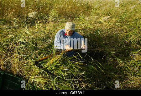 Reed Cutter Eric Edwards - einer von nur 15 in der Region - bei der Arbeit am Flussufer der Norfolk Broads in How Hill. Es wird befürchtet, dass das alte Handwerk, das die Dachziegel liefert, aufgrund des Klimawandels und ausländischer Importe aus dem Bestand schwinden könnte. *...in den letzten Jahren hat sich die Industrie mit den Problemen der billigeren Einfuhren vor allem aus der Türkei, dem steigenden Meeresspiegel, der die Schilfbeete feuchter und schwieriger zu ernten macht, und der Schwierigkeit, Lehrlinge anzuziehen, konfrontiert sehen müssen. Stockfoto