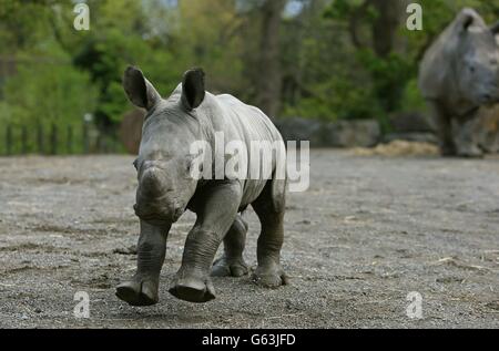 Die neueste Ankunft des Dubliner Zoos, ein kleiner Junge, das Nashorn-Kalb im Afrika Savanna Rhino Habitat im Dubliner Zoo mit seiner Mutter Ashanti. Stockfoto