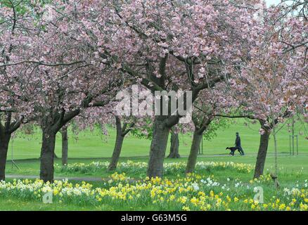 Ein Hundespaziergänger macht sich auf der Stray in Harrogate, North Yorkshire, unter einem Baldachin aus Kirschblüten auf den Weg. Stockfoto