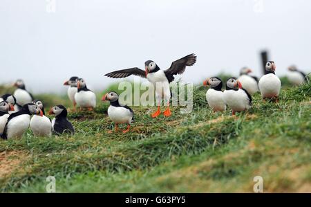 Papageientaucher auf der Inner Farne auf den Farne-Inseln, als die Volkszählung der Papageientaucher des National Trust 2013 beginnt. Stockfoto