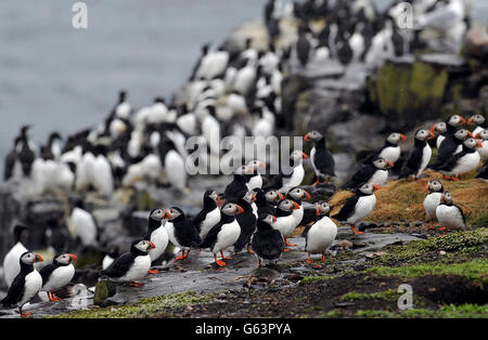 Papageientaucher auf der Inner Farne auf den Farne-Inseln, als die Volkszählung der Papageientaucher des National Trust 2013 beginnt. Stockfoto