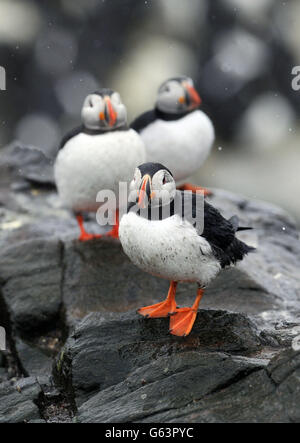 Volkszählung der Papageientaucher des National Trust. Papageitaucher auf der Inner Farne auf den Farne-Inseln, als die Volkszählung der Papageientaucher des National Trust 2013 beginnt. Stockfoto