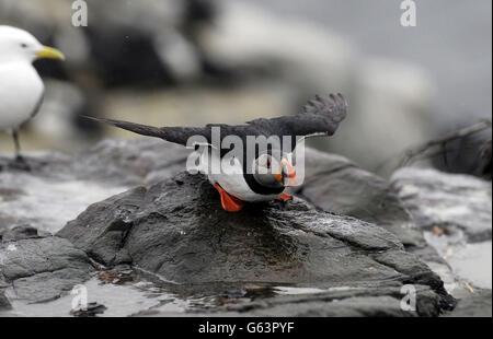 Volkszählung der Papageientaucher des National Trust. Ein Papageientaucher auf der Inner Farne auf den Farne-Inseln, als die Volkszählung der Papageientaucher des National Trust 2013 beginnt. Stockfoto