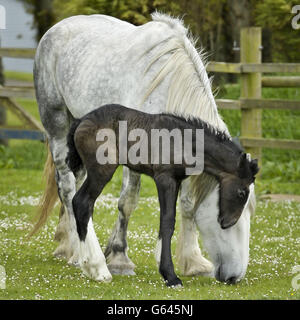 Ein noch unbenanntes Shirehorse-Fohlen findet ihre Füße und erkundet die Sicherheit von Mutter Orla im Crealy Great Adventure Park in Tredinnick, wo sie am 16. Mai um 4 Uhr morgens geboren wurde. Stockfoto