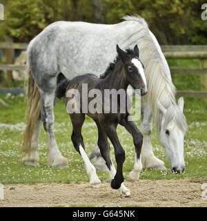 Ein noch unbenanntes Shirehorse-Fohlen findet ihre Füße und erkundet die Sicherheit von Mutter Orla im Crealy Great Adventure Park in Tredinnick, wo sie am 16. Mai um 4 Uhr morgens geboren wurde. Stockfoto