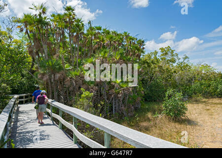 Florida, Everglades Nationalpark, Mahagoni Hängematte Trail, alle Paare auf Promenade Stockfoto