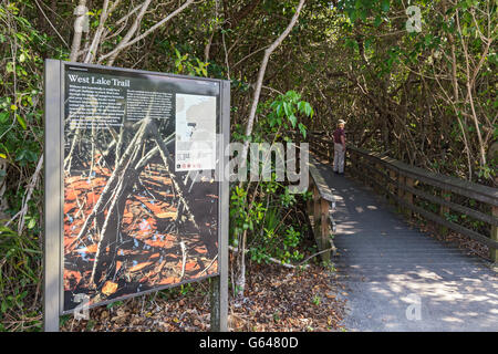 Florida, Everglades Nationalpark, West Lake Trail durch den Mangrovenwald, Promenade, weibliche Besucher Stockfoto