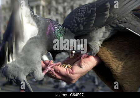 Heather Eyles aus London und Unterstützer von Save the Trafalgar Square Pigeons füttert die Vögel am Trafalgar Square im Zentrum von London. Heather wurde von mehreren anderen Unterstützern unterstützt. * einschließlich des Labour-Abgeordneten Tony Banks und der Autorin der TV-Sitcom "Bread" Carla Lane, um gegen die Politik des Bürgermeisters von London Ken Livingstone zu kämpfen, die Zahl der Tauben auf dem Platz zu reduzieren. Stockfoto