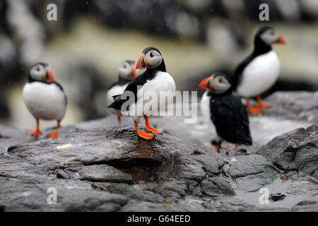 Papageientaucher auf der Inner Farne auf den Farne-Inseln, als die Volkszählung der Papageientaucher des National Trust 2013 beginnt. Stockfoto