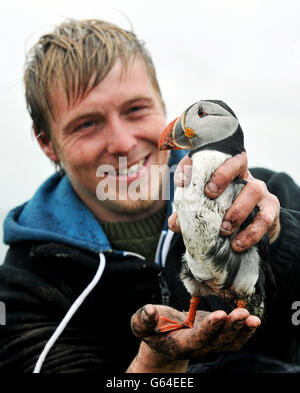 National Trust Puffin Volkszählung Stockfoto