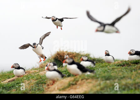 Papageientaucher auf der Inner Farne auf den Farne-Inseln, als die Volkszählung der Papageientaucher des National Trust 2013 beginnt. Stockfoto